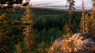 Lapland in summer